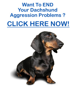 are dachshunds aggressive