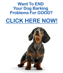 dachshund barking
