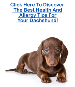 dachshund skin allergies