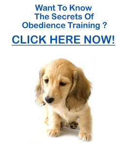 dachshund obedience