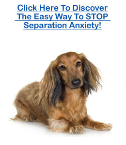 dachshund separation anxiety